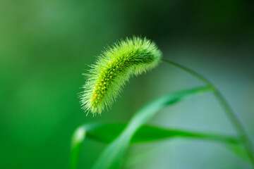 Obraz premium Nature Garden Grass, close-up