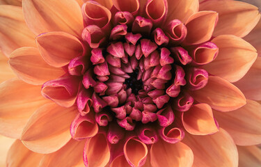 Beautiful red Dahlia flower macro
