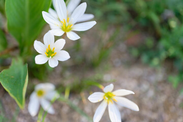 Zephyranthes candida,
autumn zephyrlily, white windflower, white rain lily, and Peruvian swamp...