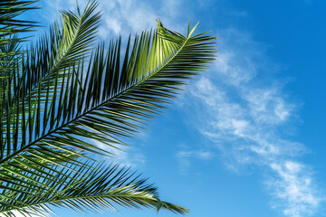 Sunlit fresh palm tree leaves on blue sky background. Tourists attraction. Natural tropical textured abstract background.