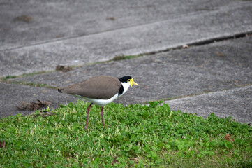 Australian Masked Lapwing ( Vanellus miles)