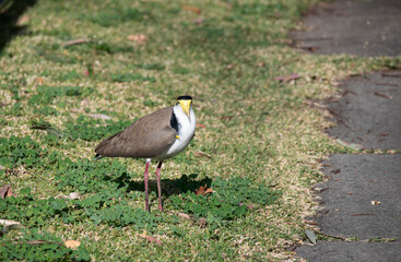 Australian Masked Lapwing ( Vanellus miles)