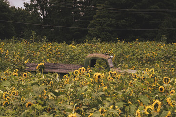 Truck in a sunflower field