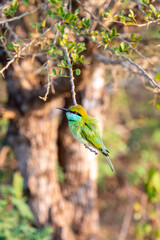 Asian green bee-eater (Merops orientalis) sitting on a tree at Bundala national Park, Sri Lanka