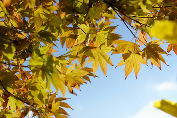 Fototapeta na wymiar Acer japonicum, Amur maple, Japanese-maple fullmoon maple, Japan southern Korea. Acer tree,Gardeners Dream Acer Orange Red Dream Deciduous palmatum