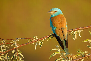 Kraska (Coracias garrulus)