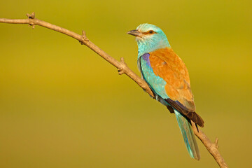 Kraska (Coracias garrulus) © Grzegorz