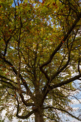 autumn in the park