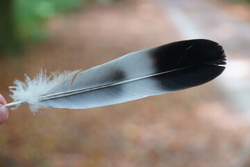 Single pigeon feather, remains after a bird of prey attack on a pigeon in the forest. Hannover...