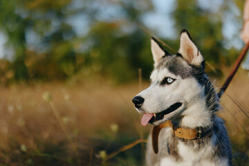 Obraz premium Portrait of a husky dog ​​on a leash for a walk against the backdrop of an autumn landscape of sun-scorched grass