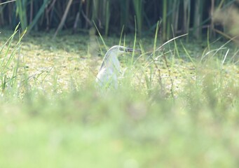 Ergetta garzetta in the grass watching me.