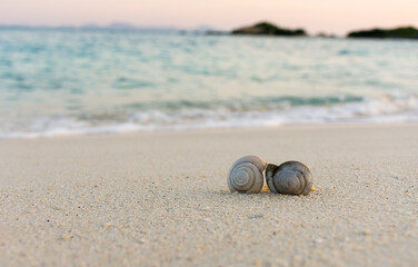 Fototapeta na wymiar Spiral shells lie on the sandy beach on the tropical island.