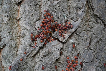 Fire bugs (Pyrrhocoris apterus), large group on a tree trunk, Hannover, Lower Saxony, Germany, Europe.