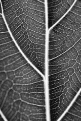 leaf veins - macro close up in black and white