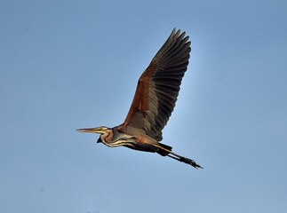Ardea purpurea bird in flight.