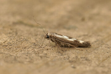 Closeup on the small goosefoot owlet, chenopodium scythris moth , Scythris limbella sitting on wood