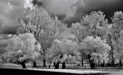 Infrared landscape on the lake.