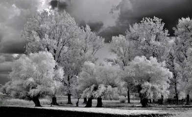Fototapete Grau Infrared landscape on the lake.  © Danijel