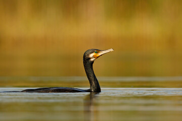 Kormoran czarny (Phalacrocorax carbo) © Grzegorz