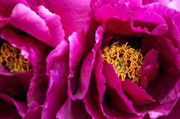 Close up of beautiful dark pink tree peony flower.