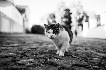 Cat in a old town