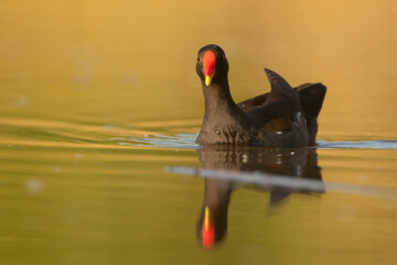 Kokoszka (Gallinula chloropus) © Grzegorz