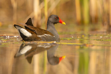 Kokoszka (Gallinula chloropus) © Grzegorz