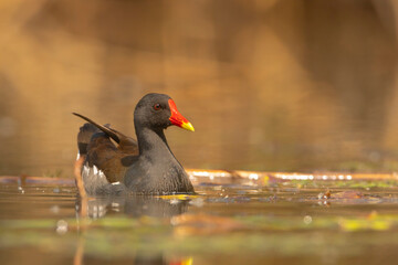 Kokoszka (Gallinula chloropus) © Grzegorz
