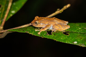 Polypedates cruciger (Common Hour-glass Tree Frog), endemic species to Sri Lanka, near Runakanda / Sinharaja-Rainforest