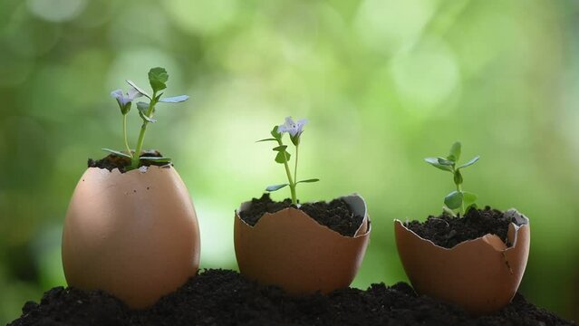 Bacopa monnieri or Brahmi growth  tree in eggshells on nature background.