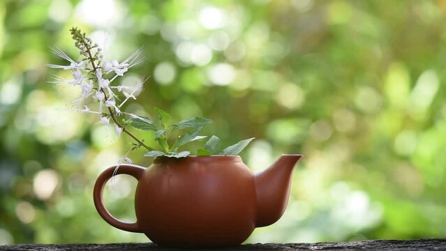 Orthosiphon aristatus flowers and green leaves on nature background.