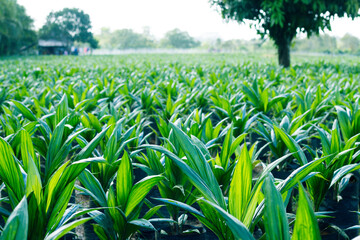 Fototapeta premium Oil Palm Seedling or Nursery
