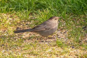 cat bird in grass