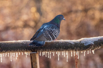pigeon on the snow