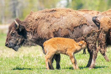 bison feeding her calf