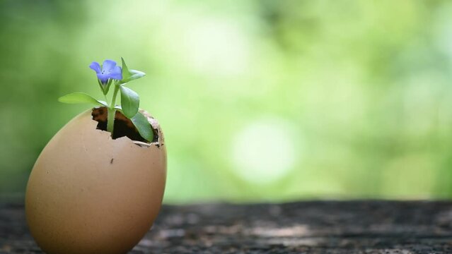Limnophila aromatica branch flower grown in eggshells on nature background.