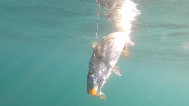 Cod fighting underwater in deep sea water. Cod was caught and hooked from Arctic Ocean off the coast of Nordkapp in Northern Norway in August 2022.