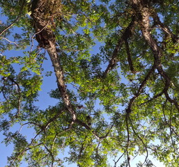 tree branches under blue sky, tree branches with green leaves, beautiful nature colors, beautiful green leaves under blue sky