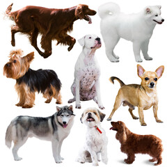 Set of dogs and puppies of different breeds, isolated on white background ..