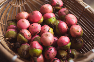 Fresh Kalangkala or Litsea Angulata Fruit
