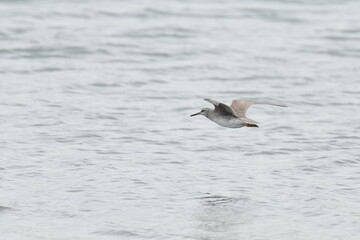 grey tailed tattler in a seashore