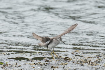 grey tailed tattler in a seashore