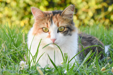 Naklejka na ściany i meble Beautiful cat sitting on green grass, and looking at the camera