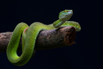 White lipped tree pit viper relaxing on tree branch 