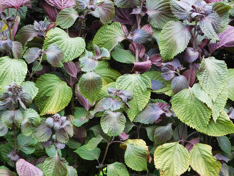 Green-purple foliage of perilla.