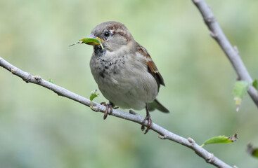  Sparrow standing on a tree branch