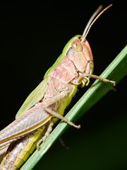 grasshopper on a leaf