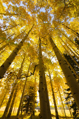 Quaking Aspen Fall Colours to the Sky 