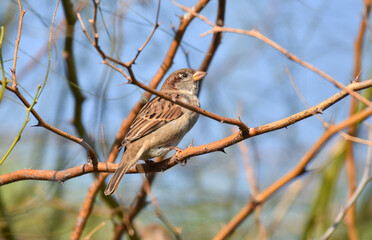  Sparrow standing on a tree branch