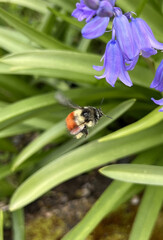 bee on a flower